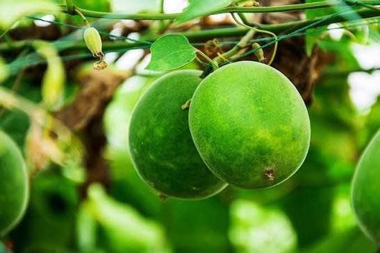 Our Monk Fruit Story